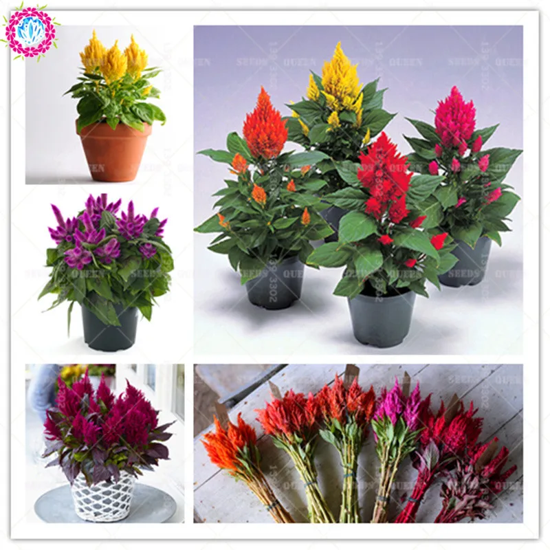 

100pcs Rare Flamingo cockscomb flower (celosia spicata) ,Gorgeous Color,ornamental plants Bonsai for garden home supplies