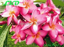 7-15inch Rooted Plumeria Plant Thailand Rare Real Frangipani Plants no39-catheineB