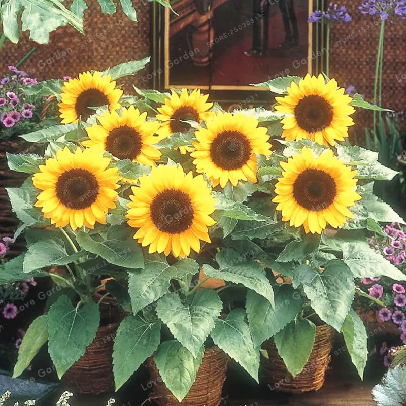 

Dwarf Sunflower Bonsai Ornamental Flower Bonsai Potted Plants Helianthus Annuus Bonsai ForGarden Balcony Flower 20pcs/bag