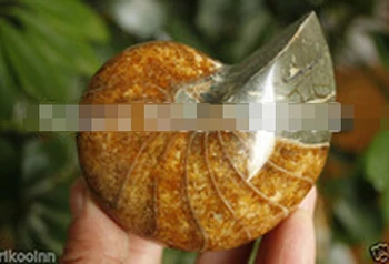 

SUIRONG---402+++Nautilus Ammonite Fossil Specimen Cretaceous Madagascar