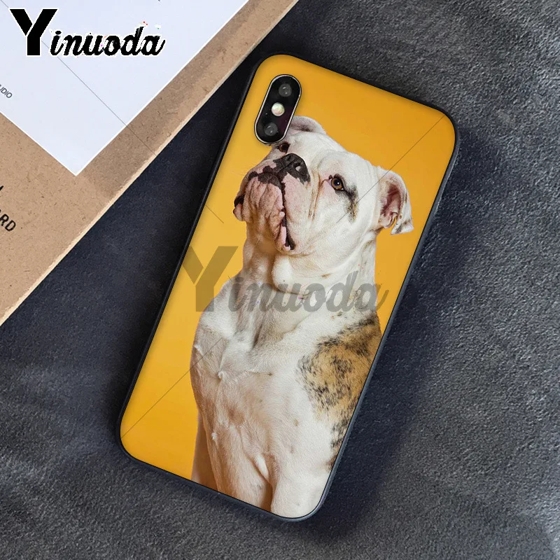 Cute dog english bulldog