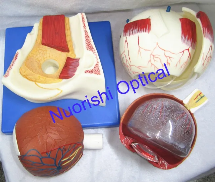 E4601 Одежда высшего качества гарантируют увеличение 5X анатомические модели Глаз Модель глазного яблока Самые низкие цены на доставку