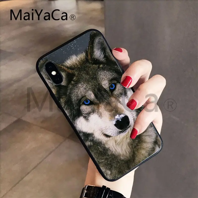 Wolf on Snow (8)