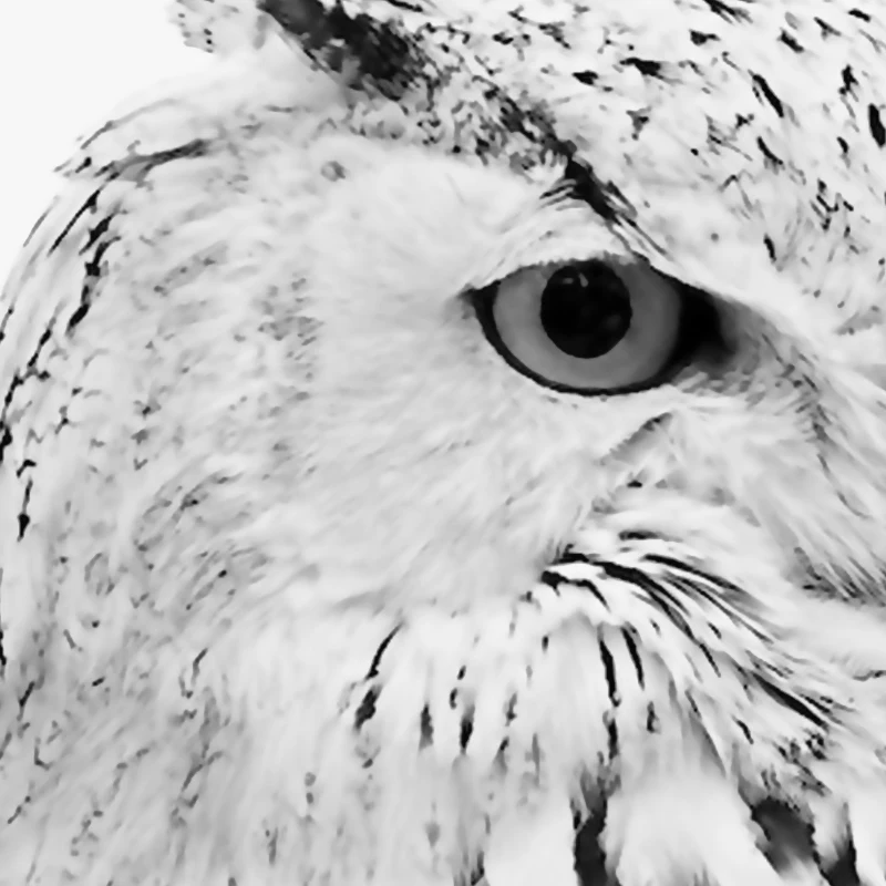 Owl Print - 