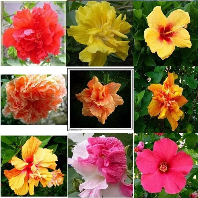 

100 pcs Hibiscus Furong sunflower Bonsai plant Greenery Flowers Outdoor Terrace Courtyard Paeonia Flower for Home Garden Decor