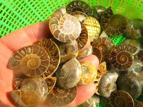 

12pcs Small Split Iridescent ammonite fossil slices polished Madagascar