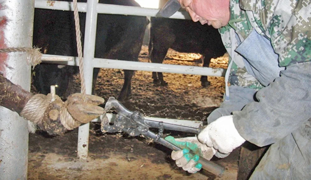 обрезка копыт крс