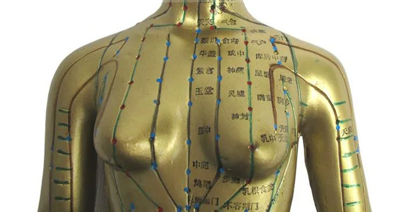 Меридиан модель человека Акупунктура точка человеческого тела Модель 48 см медицинское образование техника женский 1 шт