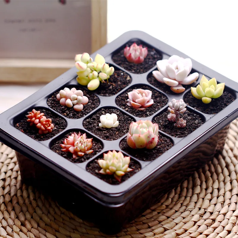 

5 SET Seed Trays Plant Germination Kit Grow Starting Durable Plastic with Humidity Dome and Base 60 Cells Nursery Pots bonsai