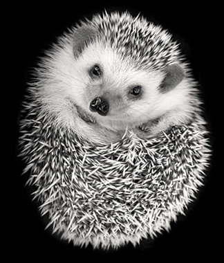 18 New Diamond Painting Black And White Hedgehog Sets Room Decor Handmade And Art Diamond 5d Mosaic Portrait Crystal Gift F094 Diamond Painting Art Diamonddiamond 5d Aliexpress