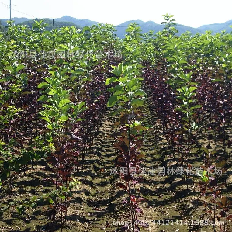 

Authentic purple leaf tree plant Prunus non Ziye Li plant Prunus plum flowers smell real shot 200g / Pack