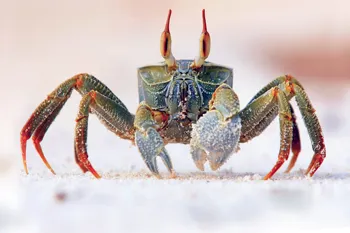 

Home decoration horned ghost crab Silk Fabric Poster Print DY091
