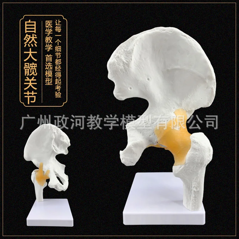 

1:1 Life Size Human Hip Ligament Model Anatomical Bone Skeleton Doctor-patient Communication Medical Tools Supplies