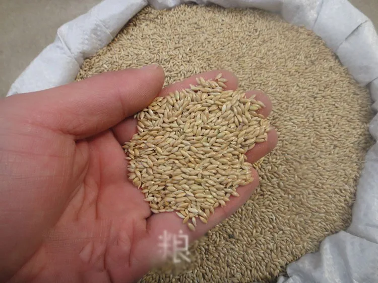 Импортные семена канарская Еда/белый наконечник просо/Yau Tsim Caolu семена проса 500 г