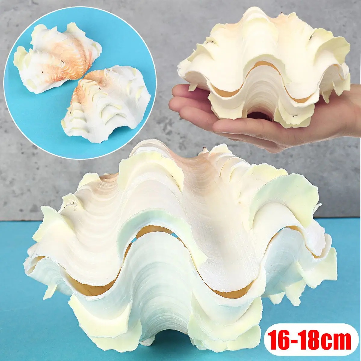 

16-18cm Natural Sea Shell Conch Collectible Seashell Home Furnishing Marine Sea Decor Fish Tank Accessories Aquarium Decoration