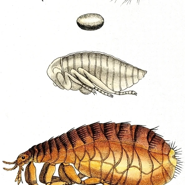 Dog Flea  Lifecycle  Illustration Poster Print by Science Source (24 x 36)