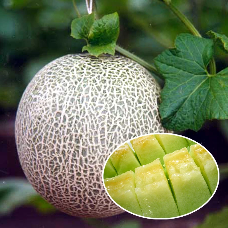Buy 30 Cantaloupe Melon seeds , Honey Dew Green Flesh