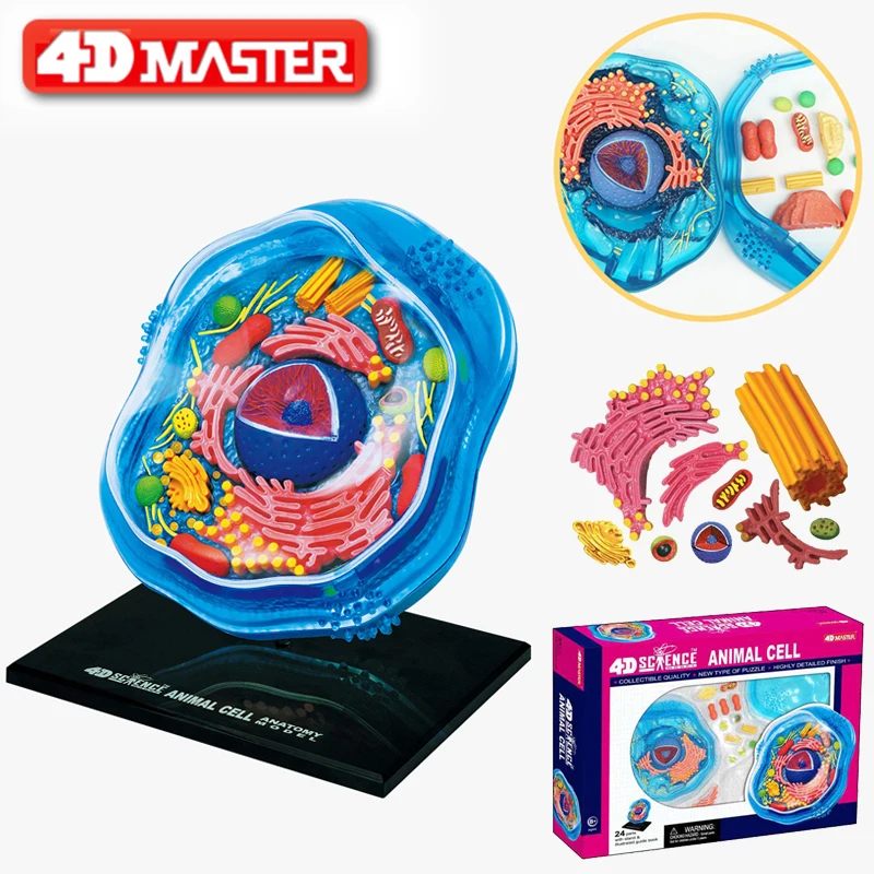 4d Animal Cells Intelligence Assembling Toy Humanorgan Anatomy Model Medical Teaching Diy Popular Science Appliances Medical Science Aliexpress