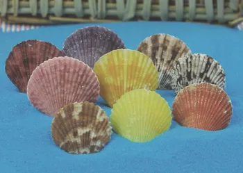 

100pcs 3-5cm Natural Pectinid Scallops For Fantasy Miniatures Fairy Garden Gnome Moss Terrarium Decoration Crafts Bonsai DIY