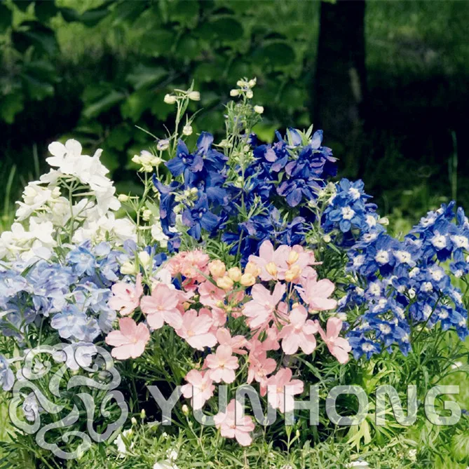 50 шт./лот Delphinium Grandiflorum "летние Ночные", Delphinium Chinense бонсай цветок бонсай завод DIY домашний сад бесплатная доставка