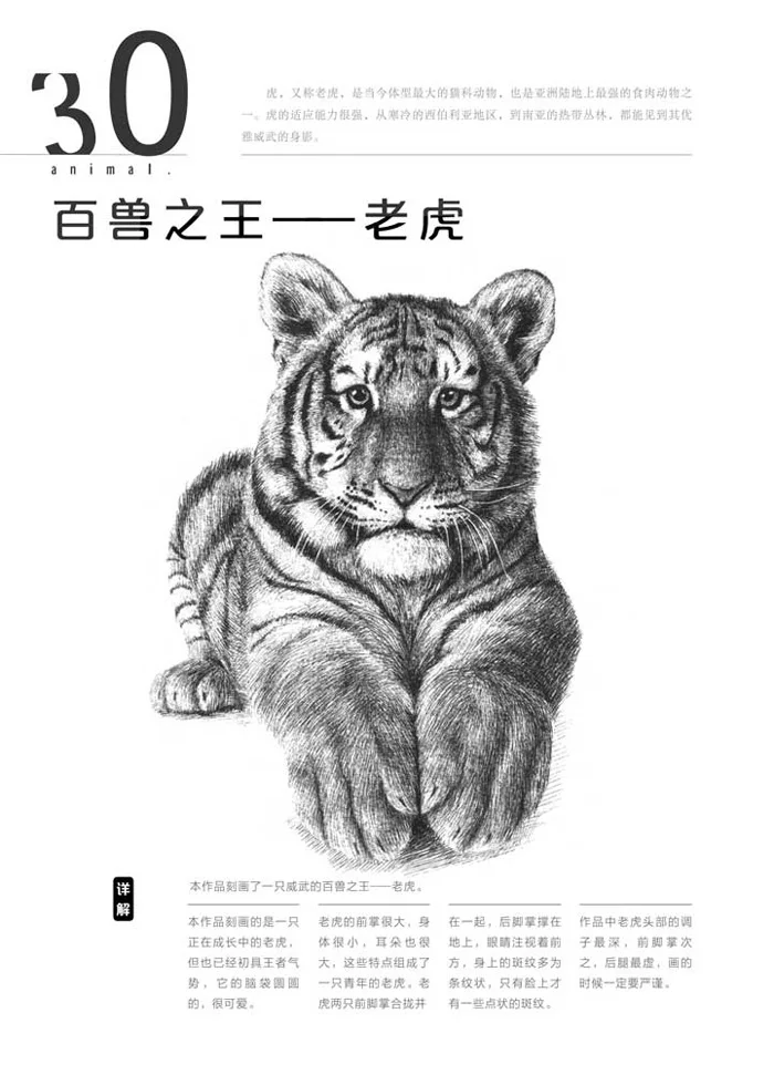 65 Koleksi Gambar Sketsa Hewan Harimau Gratis Terbaru