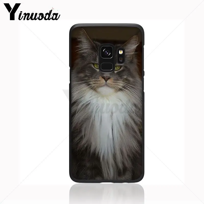pet maine coon cat