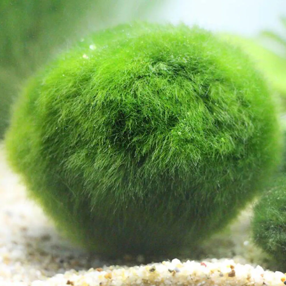 Зеленый шар из Водорослей Аквариум ландшафтное украшение настоящая водная трава семенное растение живой шарик из морской водоросли ленивый шар из водорослей