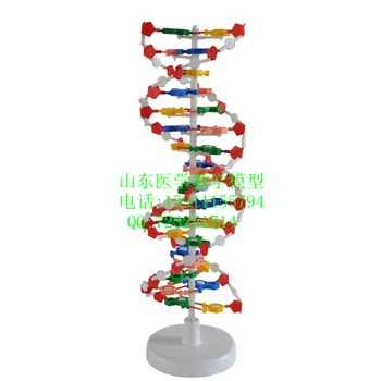

Model DNA structure model educational equipment school supplies