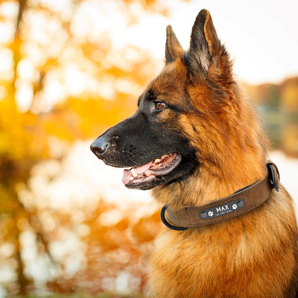 Coleira de couro personalizada para cães, coleira