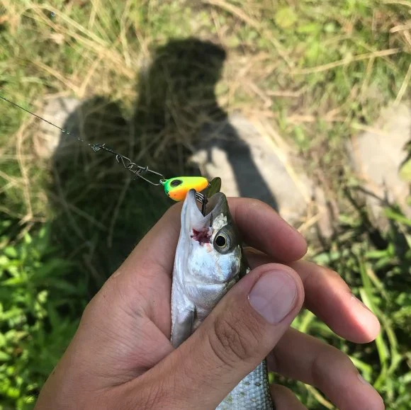 OUTKIT New metal mini VIB z łyżką wędkarski przynęty 6g10g17g25g 2cm wędkarski PIN korby wibracyjne Spinner Sinking przynęty tanie i dobre opinie Rzeka zbiornik staw Ocean Boat Fishing strumień Ocean Beach wędkowanie jezioro L-145 ZESTAW OUTKIT Sztuczna przynęta OUTKIT New metal mini VIB z łyżką wędkarski przynęty 6g10g17g25g 2cm wędkarski PIN korby wibracyjne Spinner Sinking przynęty tanie i dobre opinie Rzeka zbiornik staw Ocean Boat Fishing strumień Ocean Beach wędkowanie jezioro L-145 ZESTAW OUTKIT Sztuczna przynęta