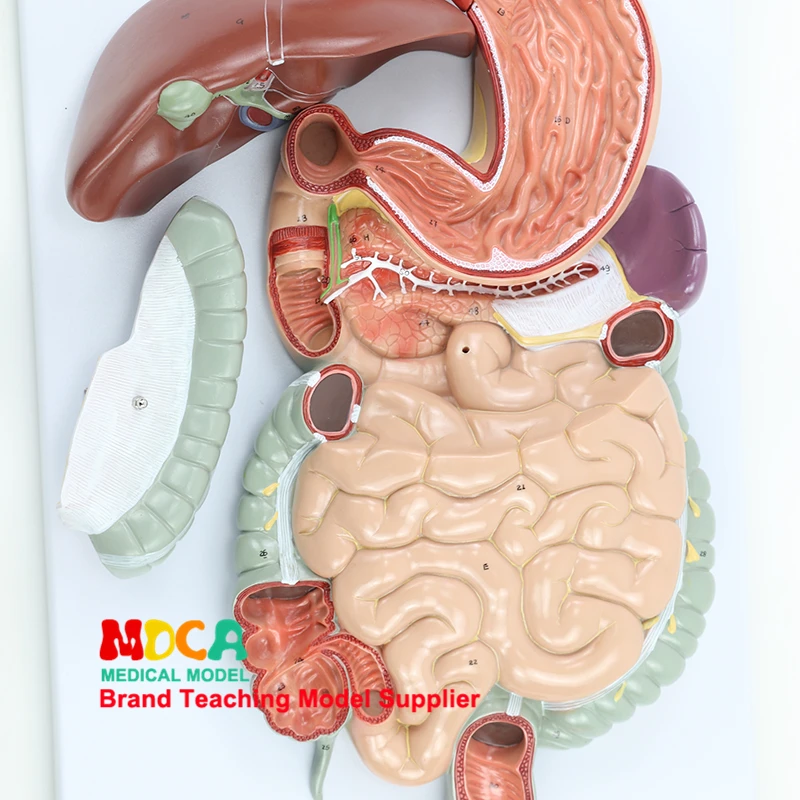 Модель пищеварительной системы человека желудочно-кишечный тракт раздел pharynx, ларинкс, Малый кишка и желудок анатомический медицинский учительский