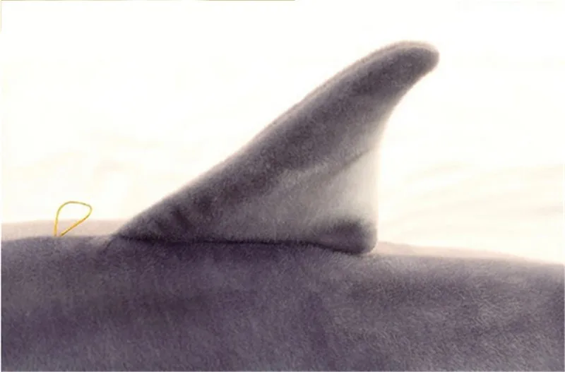 shark plush toy7