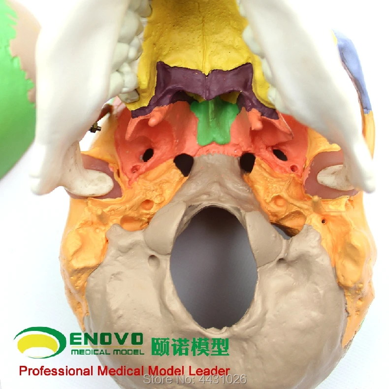 ENOVO медицинские человеческие. модель черепа 1:1 моделирование черепно челюстно-лицевой косметический всю голову модель