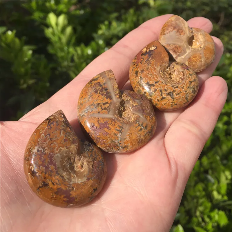 1pcs Natural Ammonite Fossil Specimen Ammolite Ocean Animal Snail Conch Madagascar Original Mineral | Дом и сад