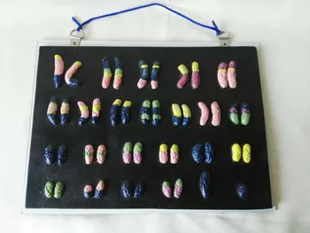 

human Chromosome anatomy model middle school biology teaching experiment ell submicroscopic teaching aid