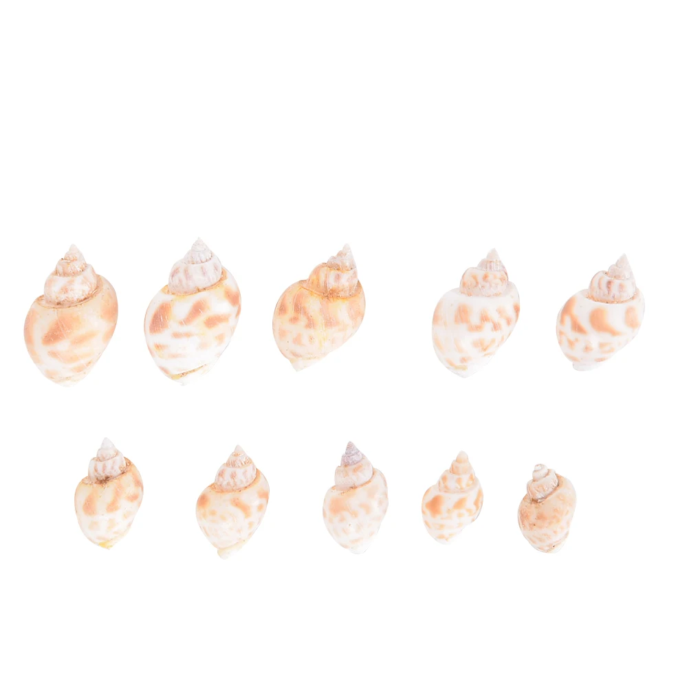 

Natural 20pcs/set DIY Craft Beach Mixed Sea-Shells Beach Shell Table Decor Aquarium Bulk Sea Shells Ornamental