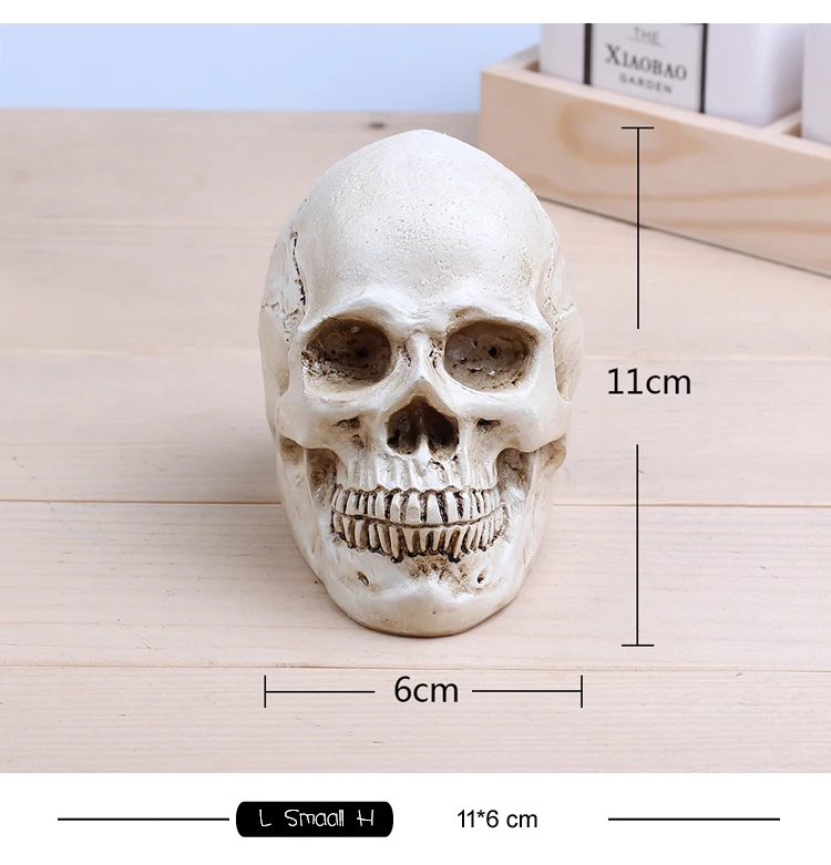 

13669 CMAM Small Art Skull Anatomy Model, Good Skull for Drawing Teaching, Resin Made Skull