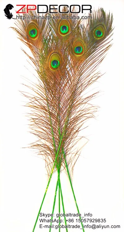 Eyed Peacock Sticks 35-40  Dyed Gree