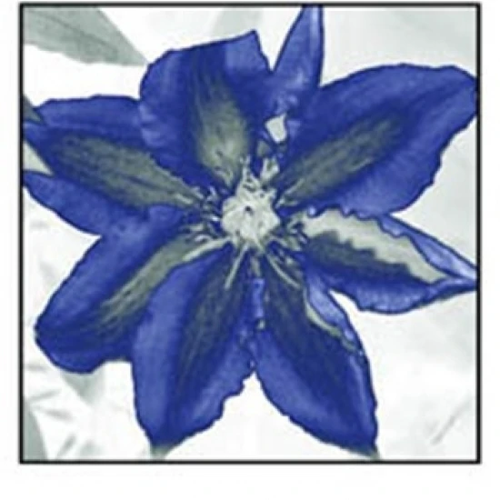 Indigo Star I Poster Print by Sharon Chandler (13 x 19)