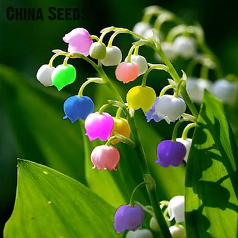 200 Pcs Lily Of The Valley Flower Seeds Indoor Rare Bell Orchid Seeds