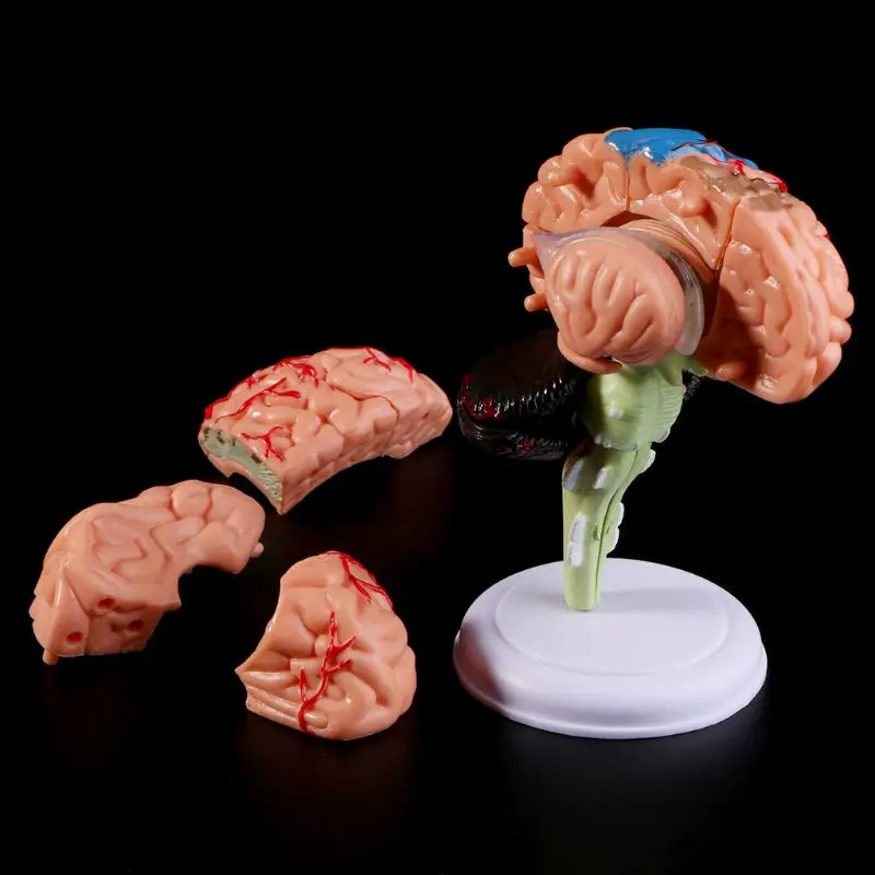 

4D Disassembled Anatomical Human Brain Model Anatomy Medical Teaching Tool Statues Sculptures Medical School Use