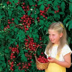 Новинка 2016 120 шт. итальянский дерево томатный * редкий реликвия! * семена жизни томатный Гигантского Дерева Бесплатная доставка