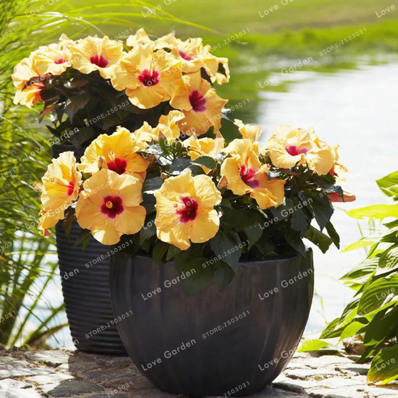 100 Pcs/Bag Hibiscus Flower plant Hibiscus plant Bonsai Flower Chinese Rose plant MIX Colors To Choose Plant For Home Garde