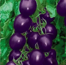 Purple Holy Fruit Tomato Seeds 100 Pcs Hot Small Family Garden Green Vegetable Seed