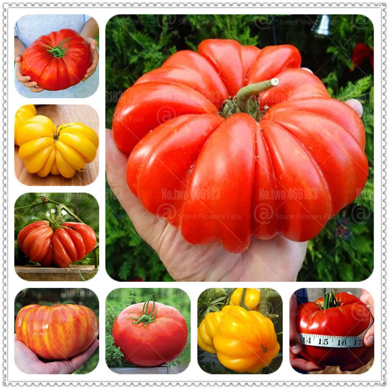 

200Pcs Giant Tomato Bonsai plants Organic Heirloom plant Fruit Vegetables Bonsai Non-GMO Plantas Pot For Home Garden Planting