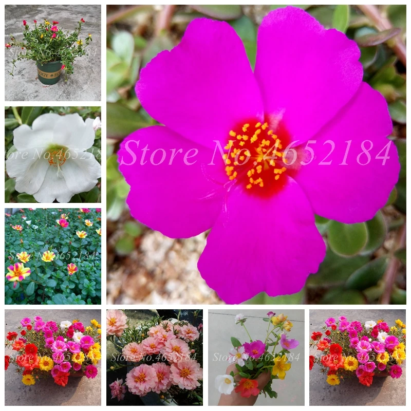 

100 Pcs Portulaca Grandiflora bonsai Mixed Color Moss-Rose Purslane Double Flower Plant For Planting Heat Tolerant Easy Growing