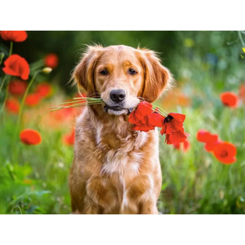 3D diamond embroidery dog Diao poppies animal, 5d diamond painting all diamond mosaic picture rhinestone cross-stitch mosaic hom