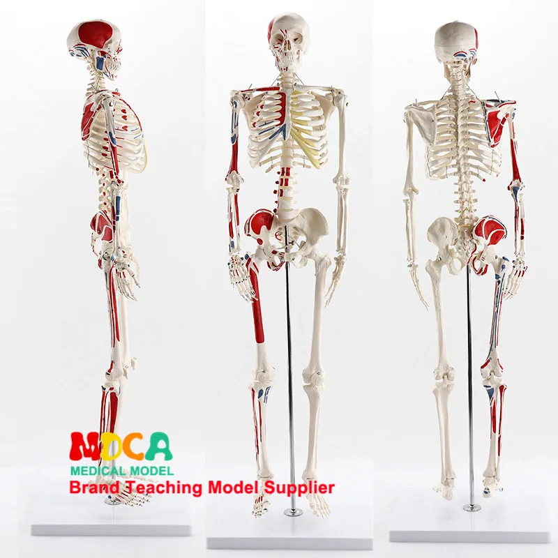 

85CM Full size human Anatomical Anatomy Skeleton Model Digital identification Medical teaching equipment Medical Science