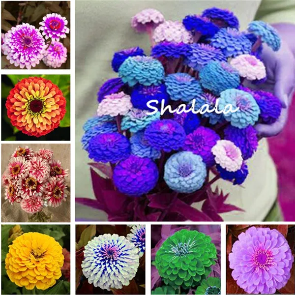 

200 Pcs Zinnia Bonsai Pretty Pastel Colors Perennial Bonsai For Home Garden Charming Chinese Flowers Perennial Bloom Plant