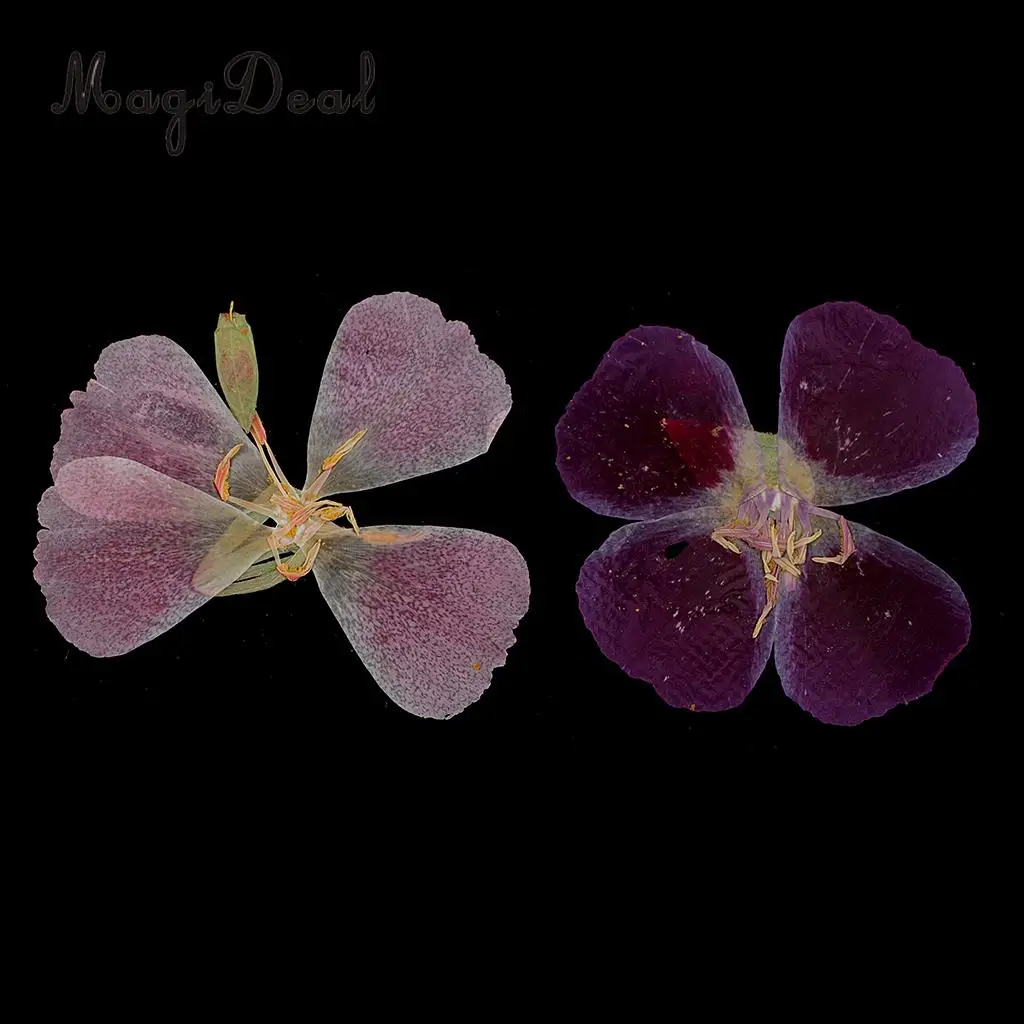 6x Natural Pressed Real Dried Flower Specimen for Jewelry Making Resin Casting DIY Craft Scrapbook Embellishment 4-7cm